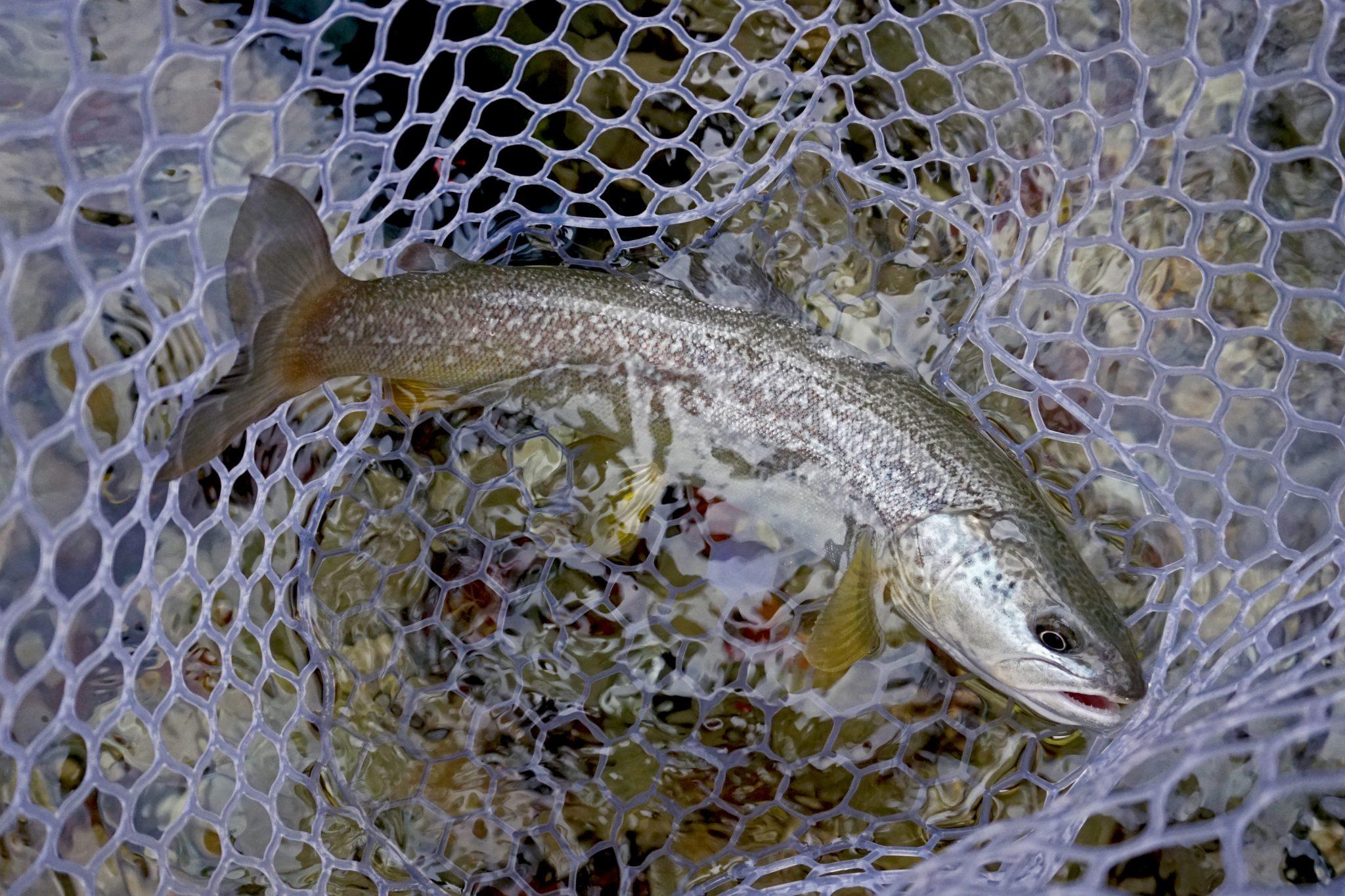 MARBLE TROUT