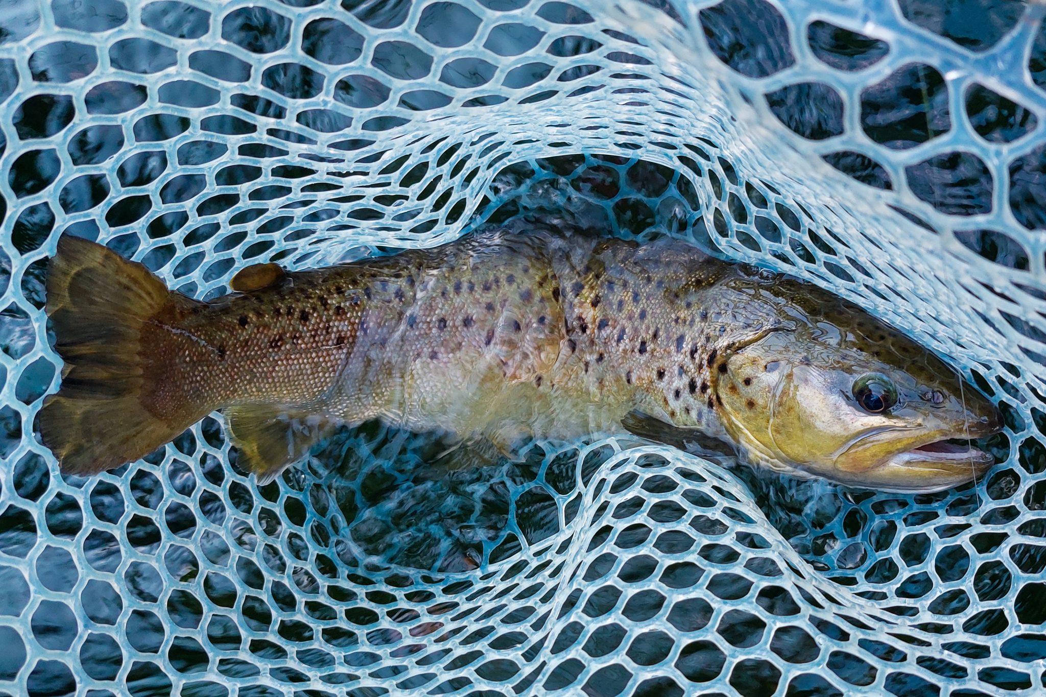 BROWN TROUT