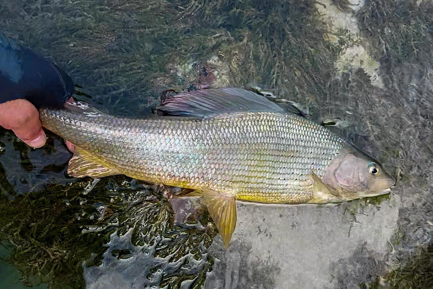 Grayling