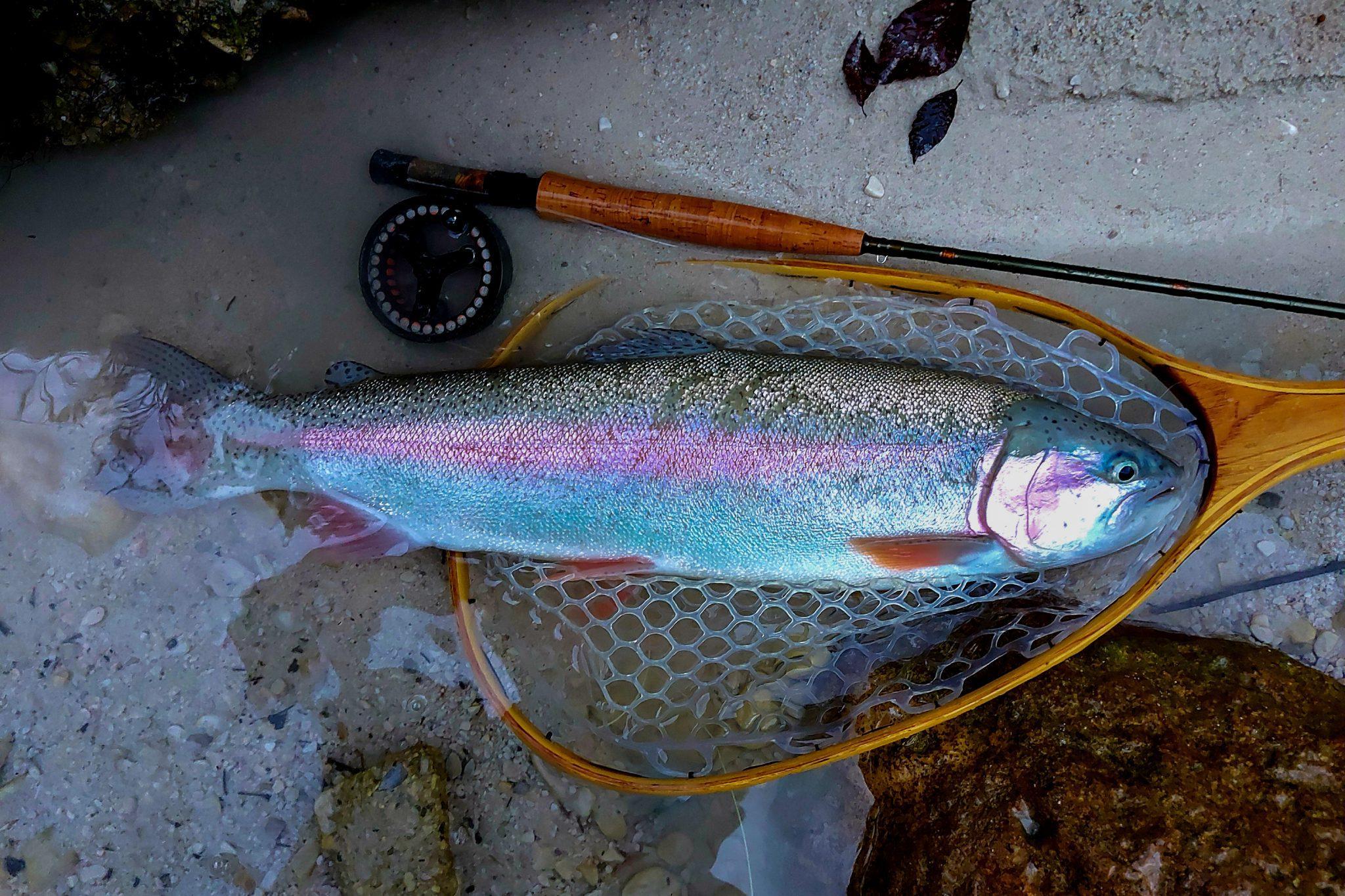 Rainbow Trout